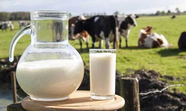 Buy Pure Organic Milk in abu dhabi