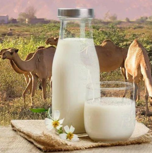 Abu Dhabi, Camel milk subscription plan D