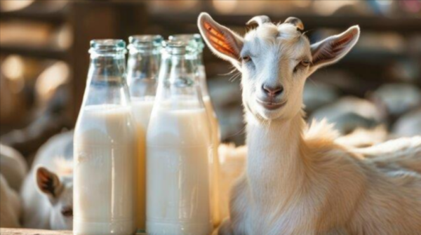 Abu Dhabi Goat Milk Subscription Plan A