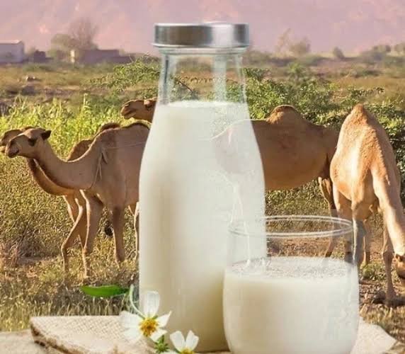 Fresh camel milk in UAE – Royal Desert Farm camel milk