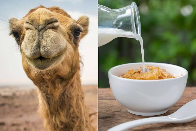 What does camel milk taste like? Discover its flavor, texture, benefits, and how to order fresh camel milk in UAE from Royal Desert Farm.