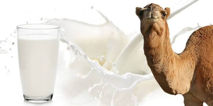 Fresh camel milk bottle delivery in UAE by Royal Desert Farm