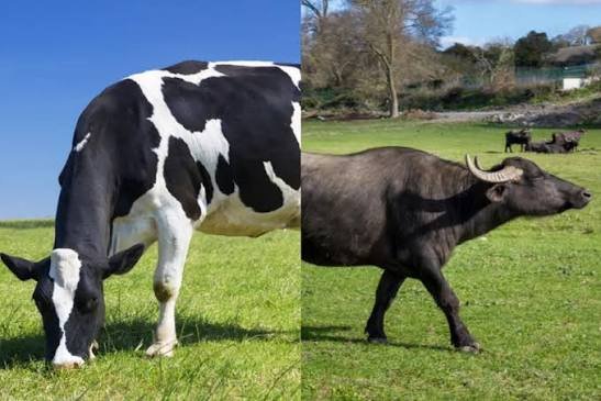Pure premium buffalo milk in UAE – thick and creamy fresh buffalo milk compared with cow milk
